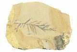 Shale With Dawn Redwood (Metasequoia) Fossils - Montana #356481-1